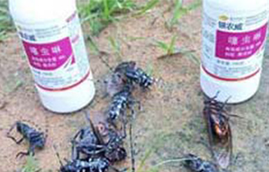 银农威—防治柑橘天牛 威力无穷