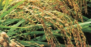 中国育出抗虫稻种 破解水稻虫害世界难题