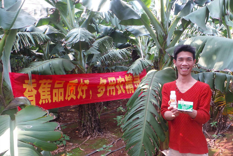 差距这么大， 是真的吗？ 银农故事汇—香蕉篇