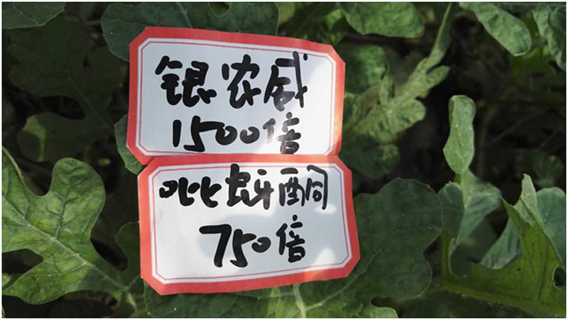 【探索】是什么让黄蚜如此落败？