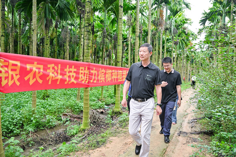 不断创新纳米农药，“银农三宝”助力槟榔提质增收