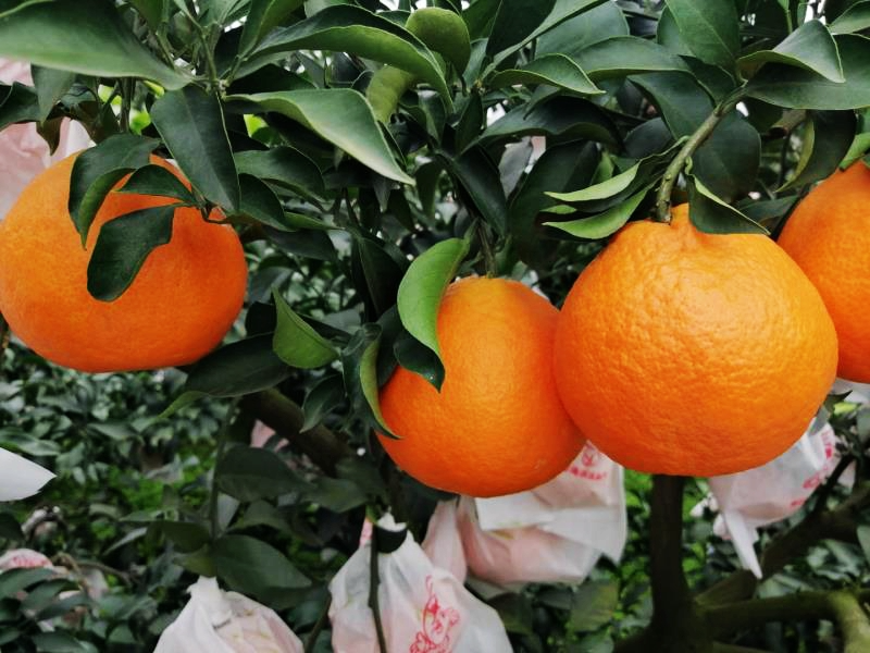 Tangerine